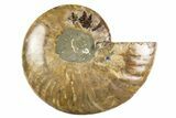 Cut & Polished Ammonite Fossil (Half) - Madagascar #310693-1